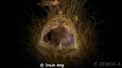 add to my portfolio
Fisheye Fix S100 Housing 
2x Sea&Se... by Irwin Ang 